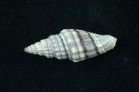 藏品(黑帶蛹筆螺)的圖片